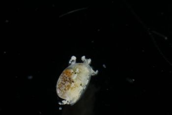 Media type: image;   Malacology 393732 Description: live specimen;